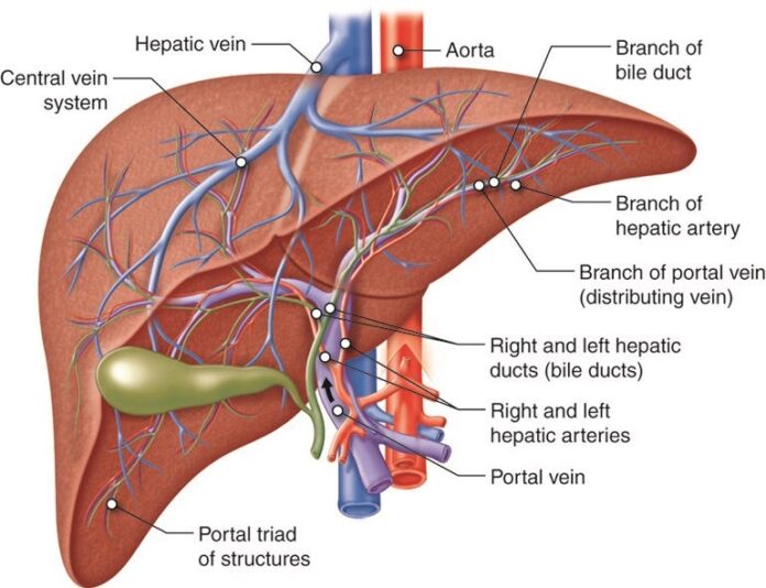 Separating Fact from Fiction About Vascular Surgeons Separating Fact from Fiction About Vascular Surgeons