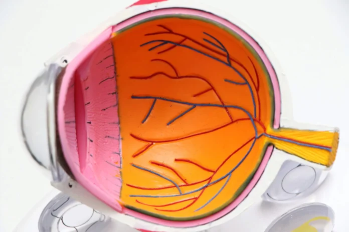 Why Your Optometrist Is Key to Maintaining Healthy Vision Why Your Optometrist Is Key to Maintaining Healthy Vision