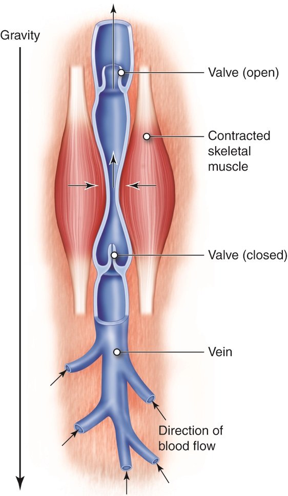 Techniques Vascular Surgeons Use to Treat Chronic Venous Insufficiency Techniques Vascular Surgeons Use to Treat Chronic Venous Insufficiency